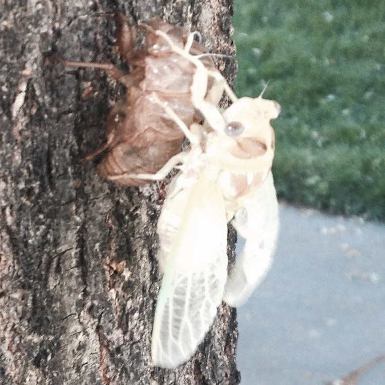 Molting Cicada